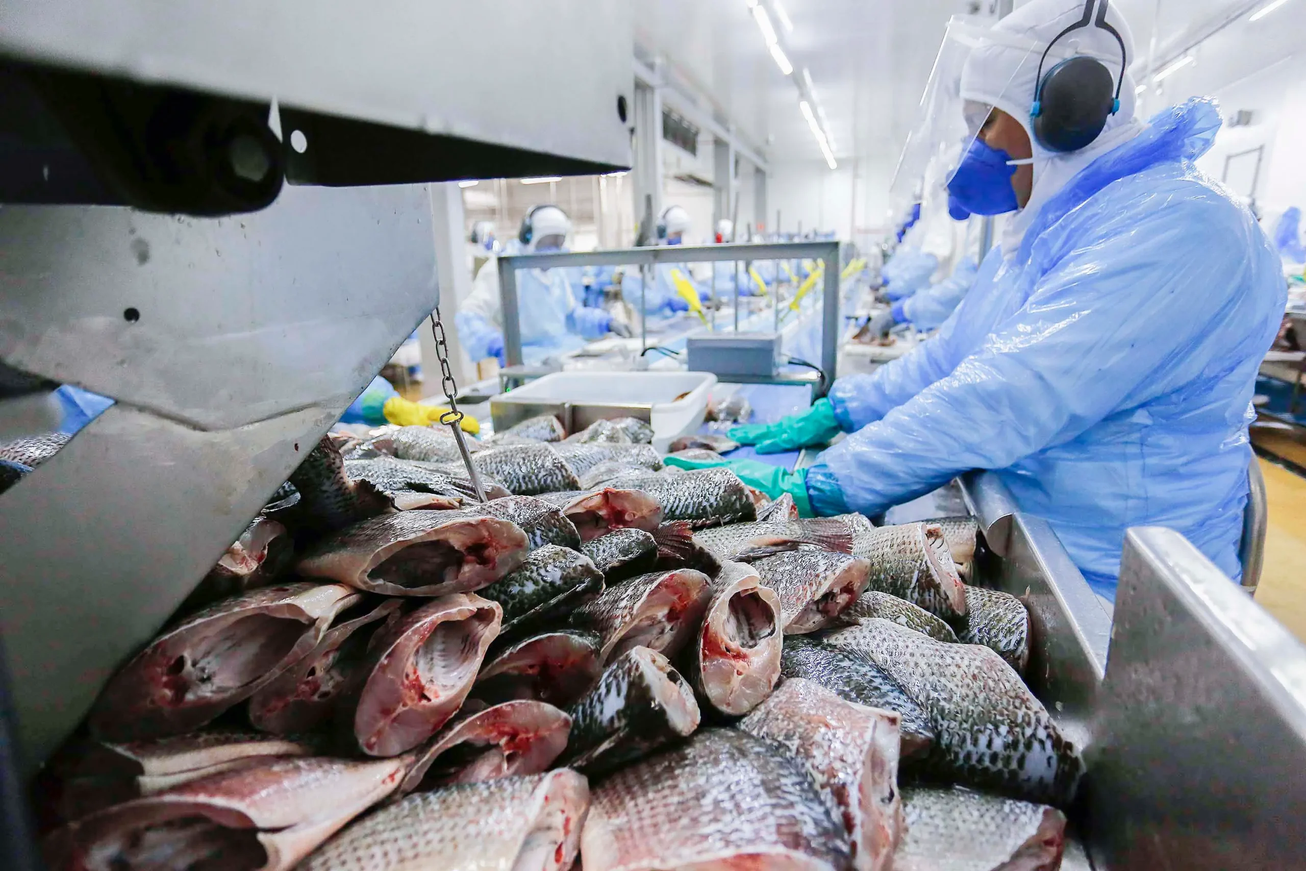 Boletim Agropecuário analisa estágio da safra do café e variação dos preços