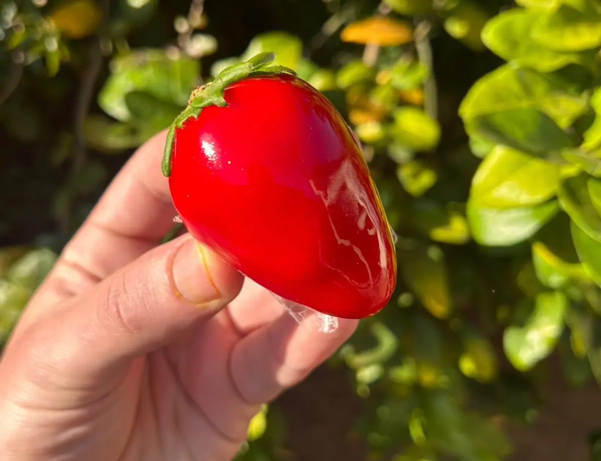 Febre nacional, sucesso local: morangos do amor conquistam Paranavaí