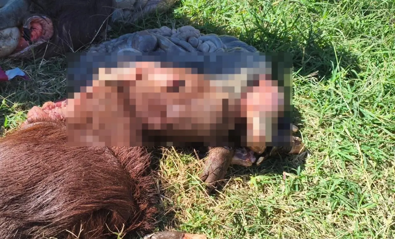 Homem é multado em R$ 13 mil ao ser flagrado com vísceras, couro e cabeças de capivaras na região