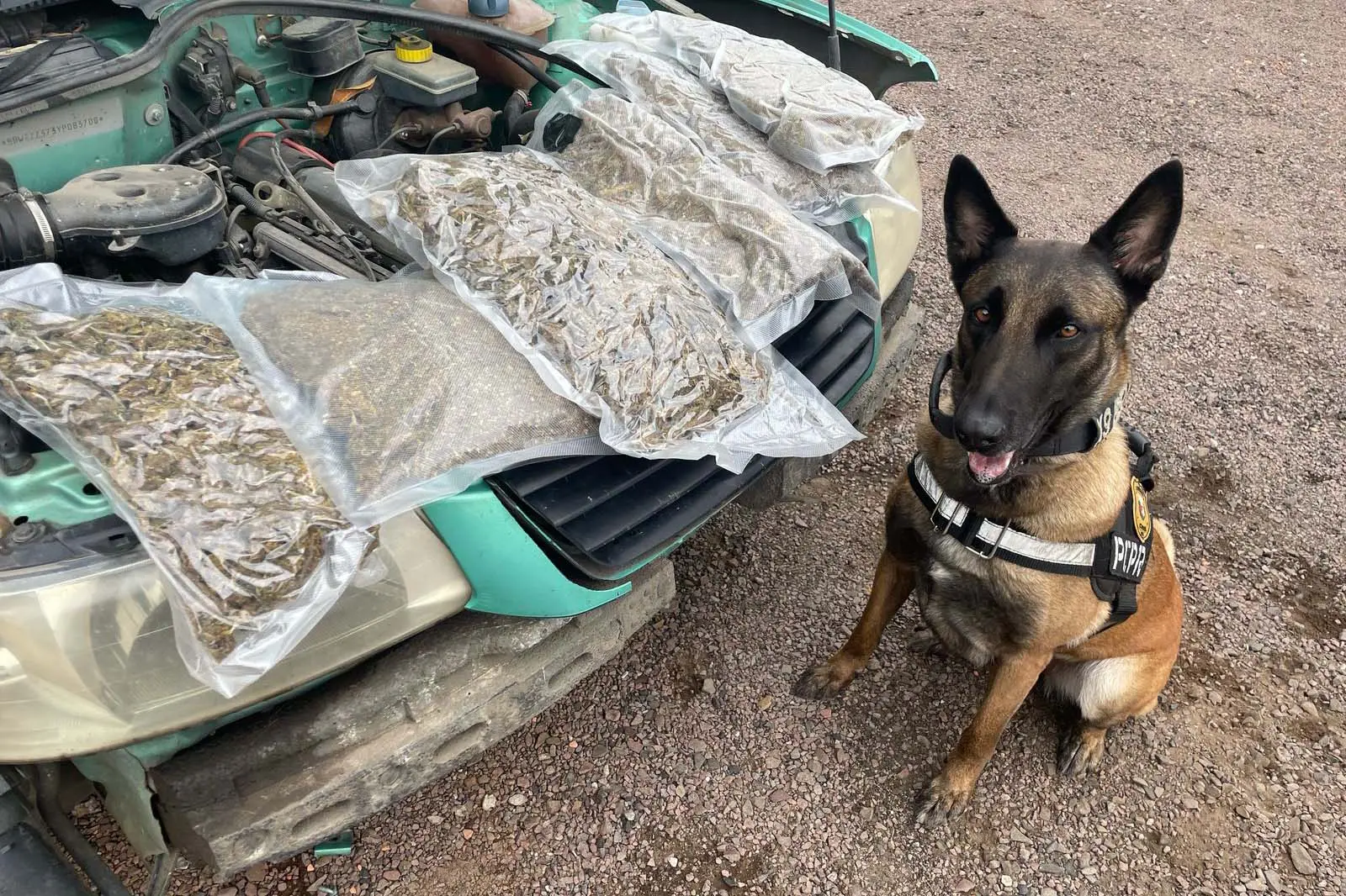 Operações com cães da PCPR ajudaram a tirar 5,7 toneladas de drogas de circulação
