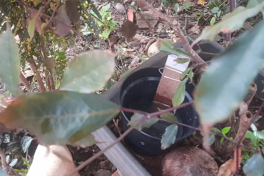 Paraná tem queda de 85% nos casos de dengue em 2025