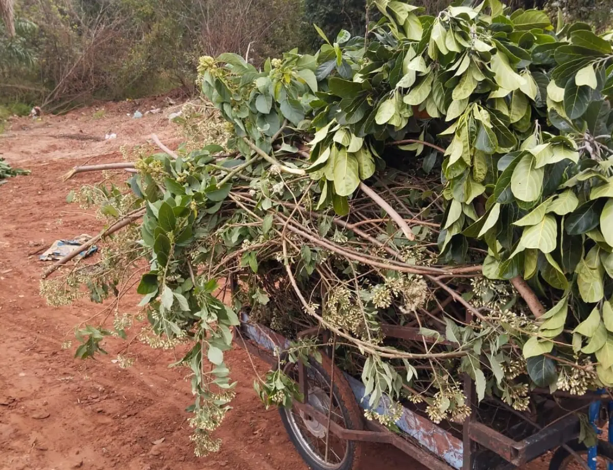 Ação da Patrulha Ambiental coíbe descarte irregular em Paranavaí