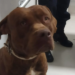 Pitbull invade quintal, ataca cão e assusta família em Paranavaí