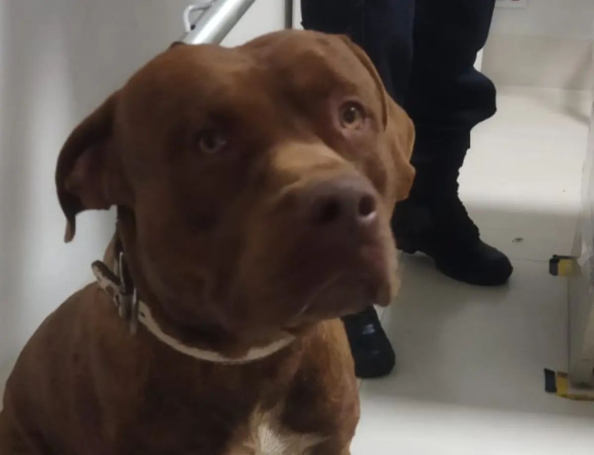 Pitbull invade quintal, ataca cão e assusta família em Paranavaí