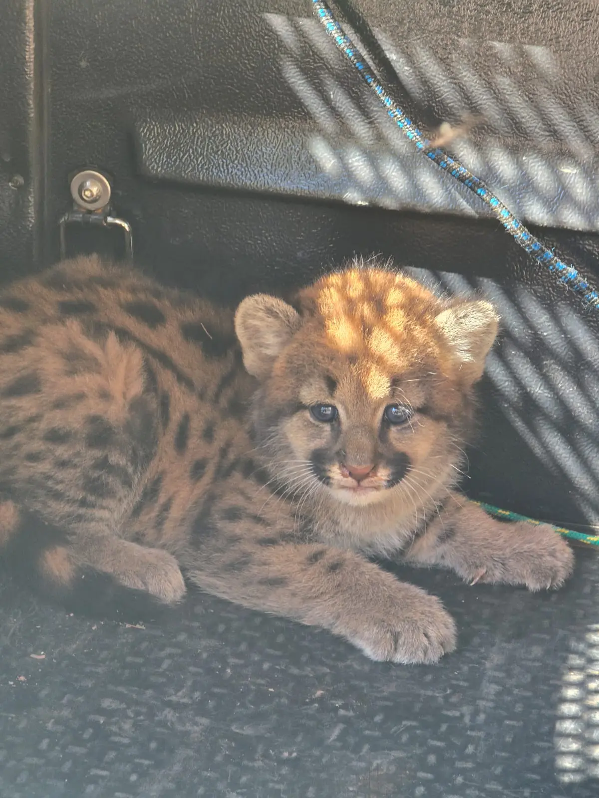 Filhote de onça é resgatado em meio a plantação de milho na região