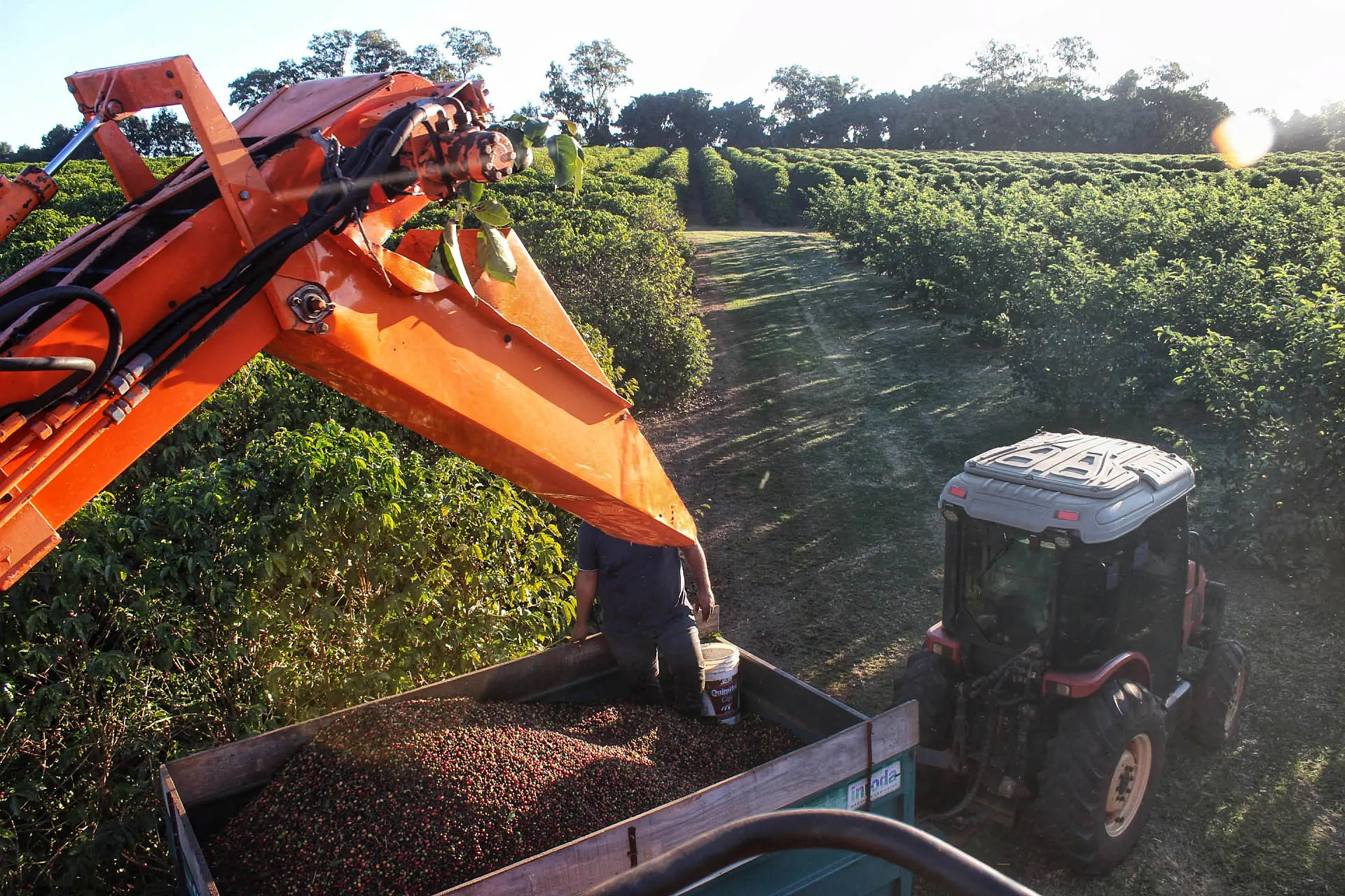 Estimativa de julho aponta safra recorde de 45,7 milhões de toneladas em 2025 no Paraná