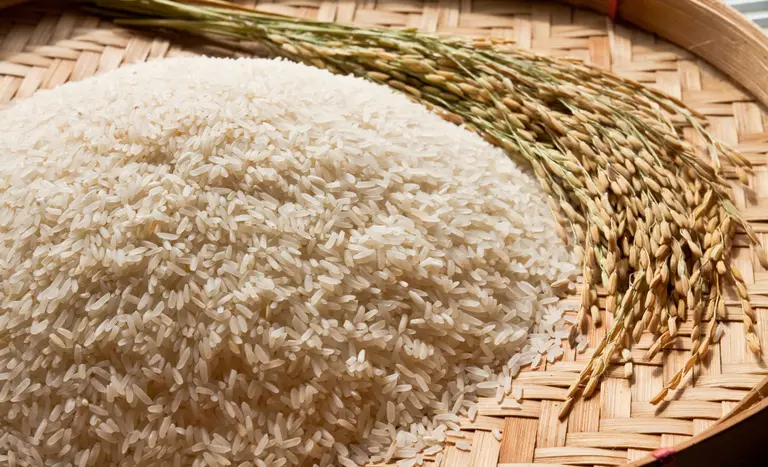 Conab realizará leilões de contrato de opção de venda de arroz na próxima semana