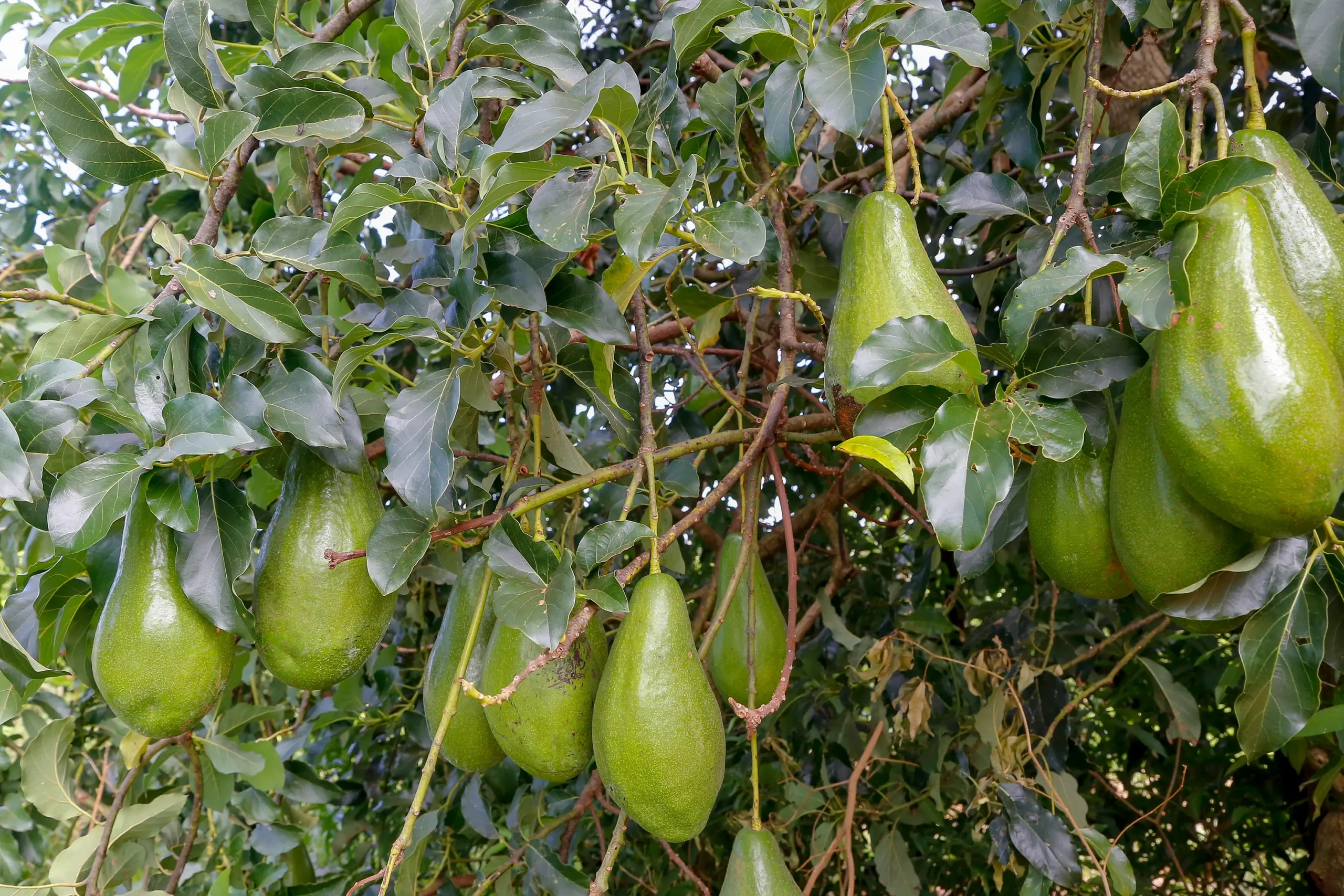 Produção de abacate cresce 91% no Estado