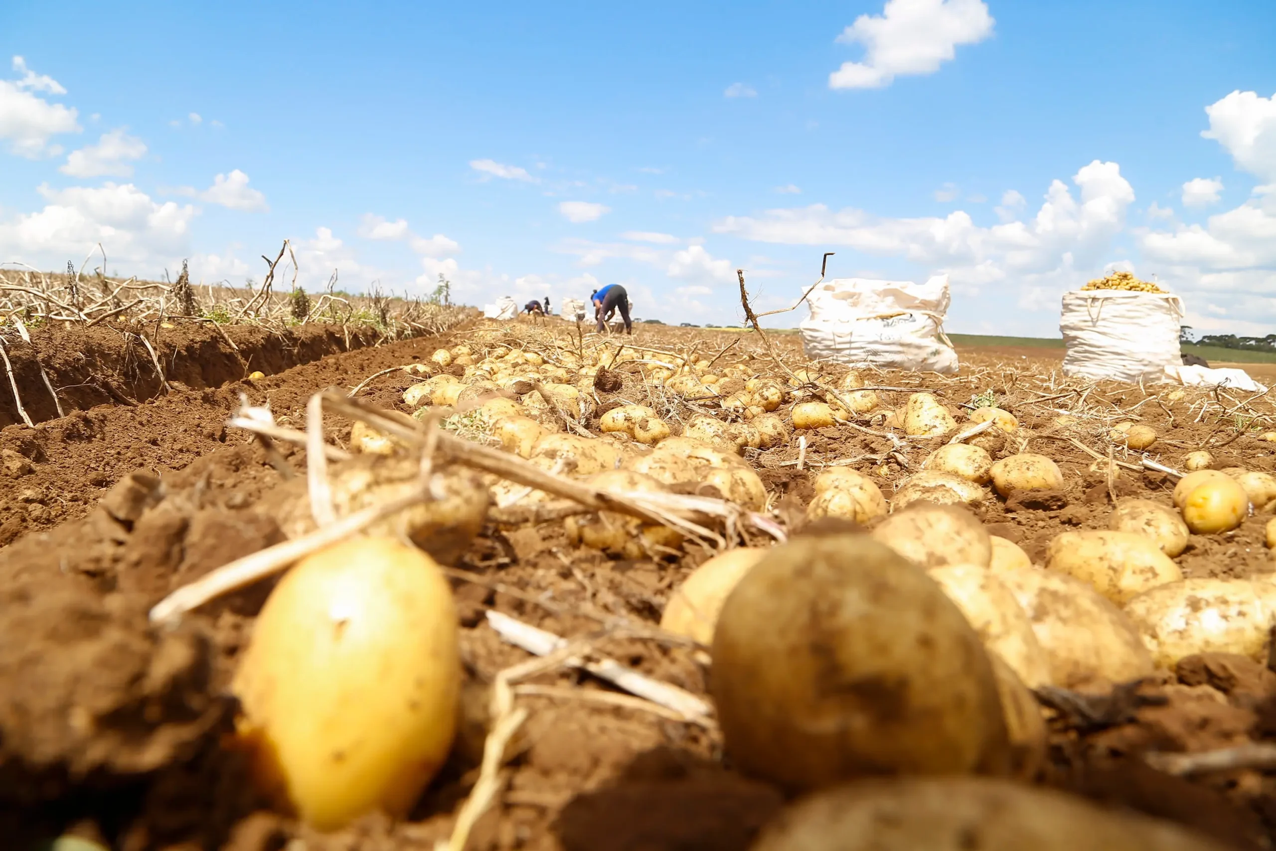 Queda de preços da batata pelo segundo mês seguido nos principais mercados atacadistas