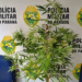 PM apreende pé de maconha em residência na Vila Operária