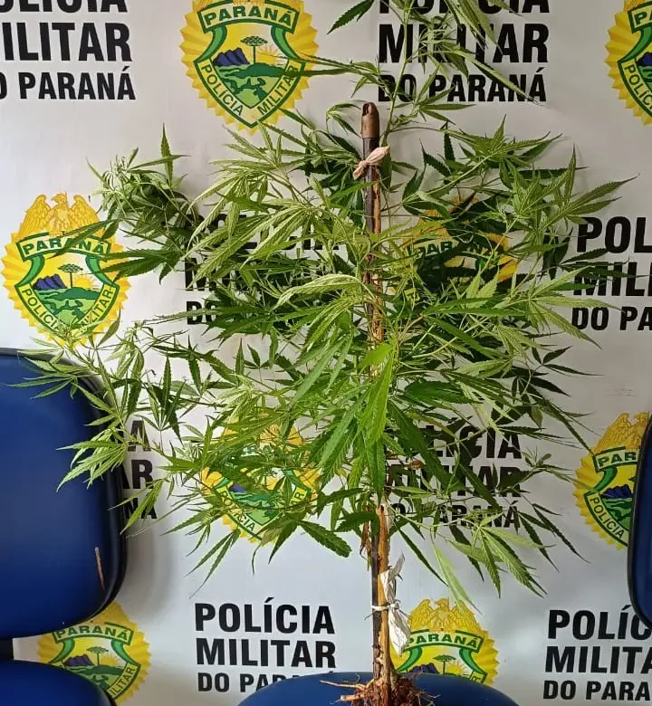PM apreende pé de maconha em residência na Vila Operária