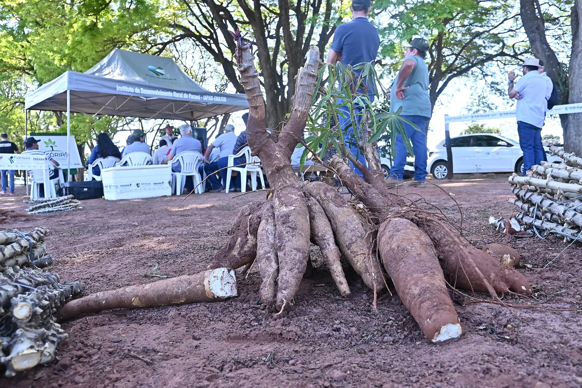 Tarde de campo em Paranavaí aborda processos de plantio, manejo e arranquio de mandioca de mesa