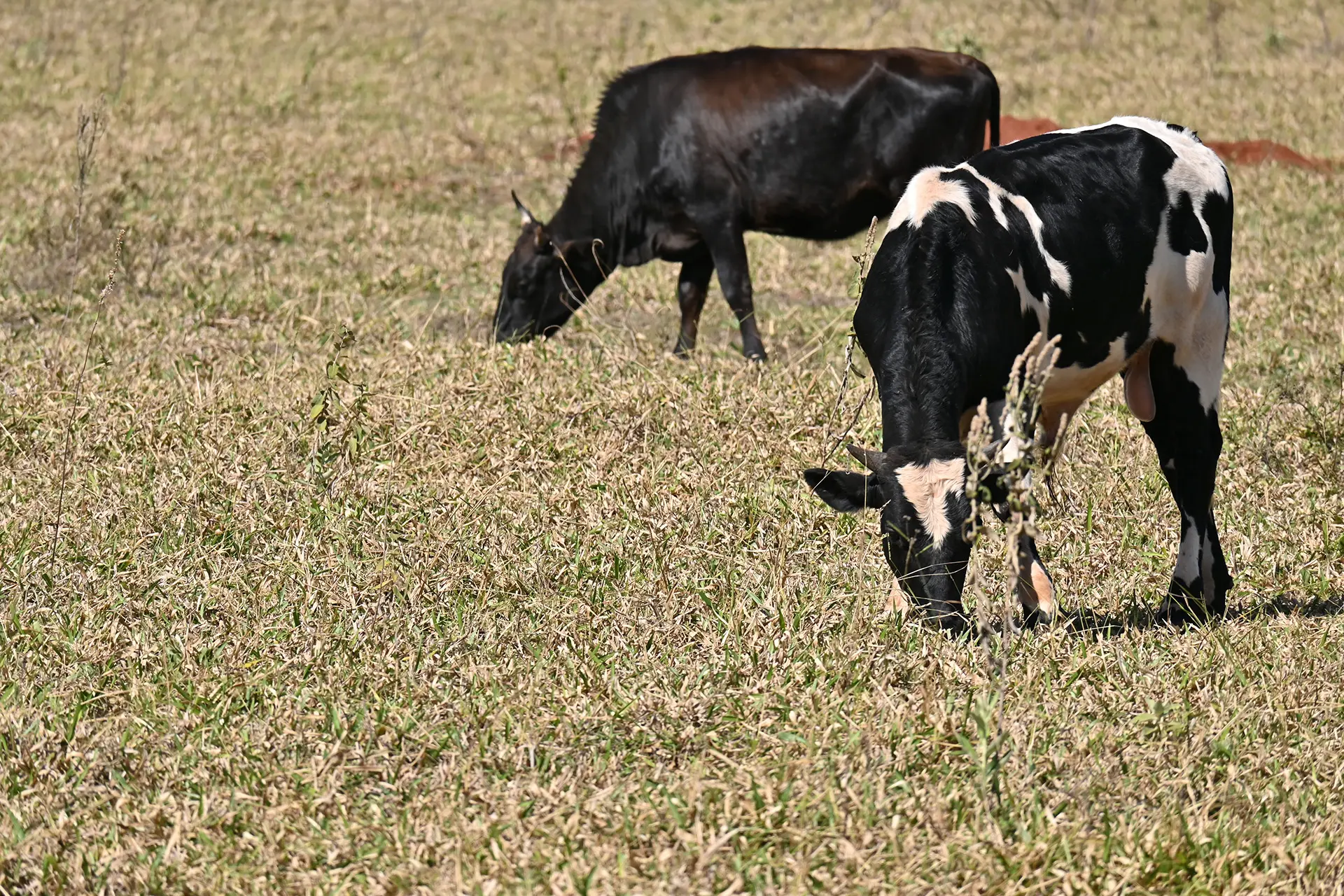 Paranavaí registra volume de chuva três vezes abaixo da média histórica para agosto