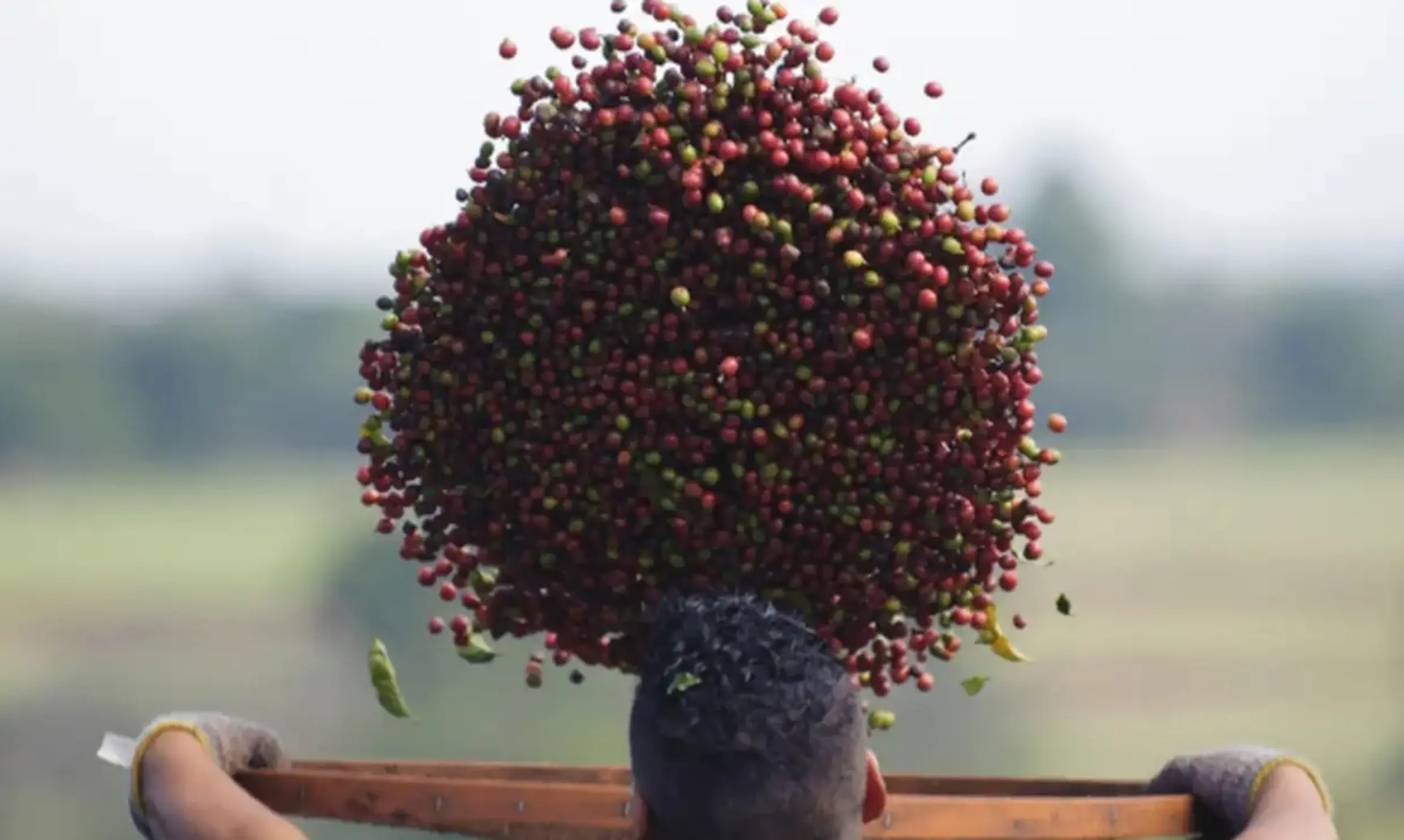 Conab atualiza produção de café para 55,2 milhões de sacas na safra 2025