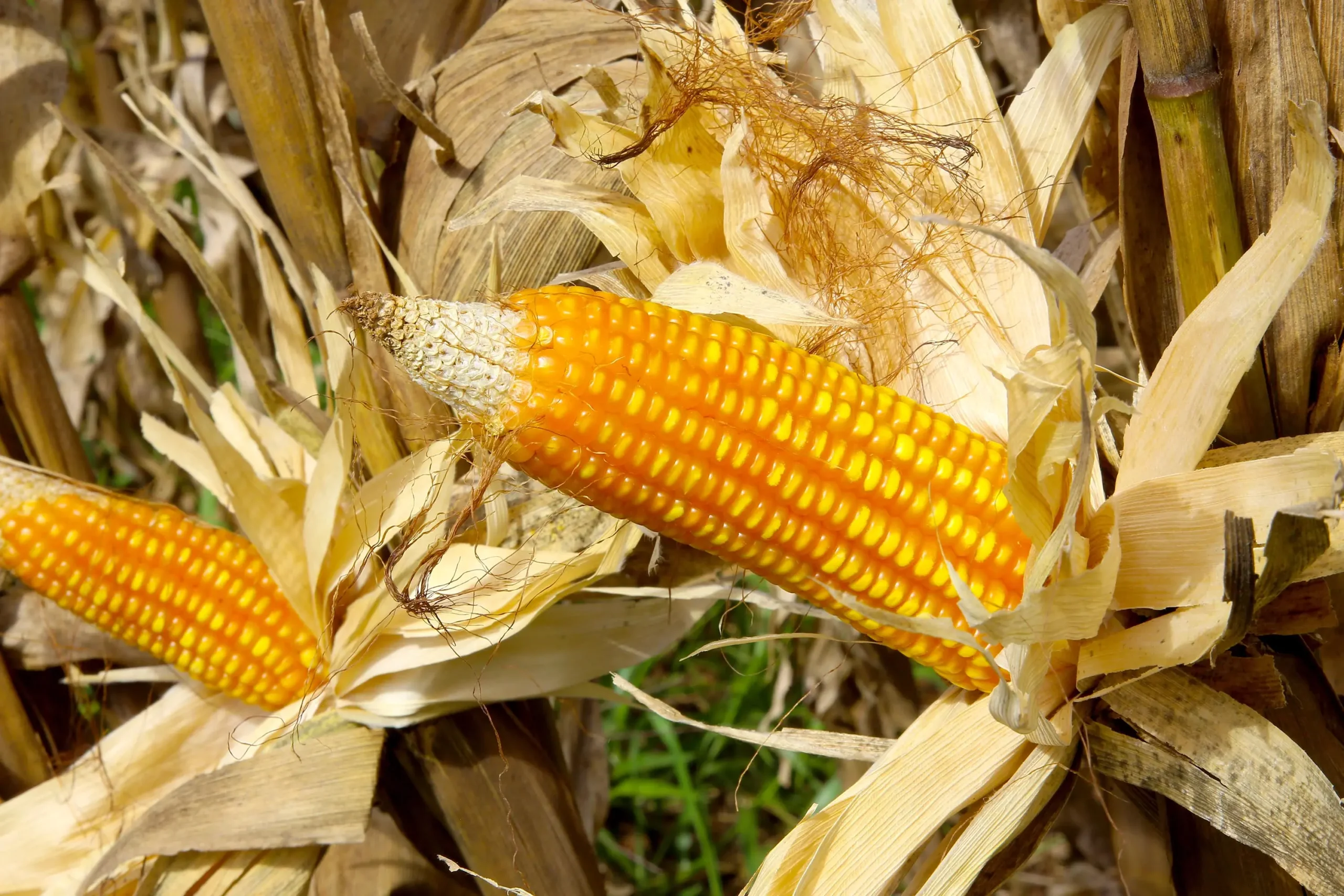 Conab promove nova operação de aquisição de milho para abastecer estoques públicos