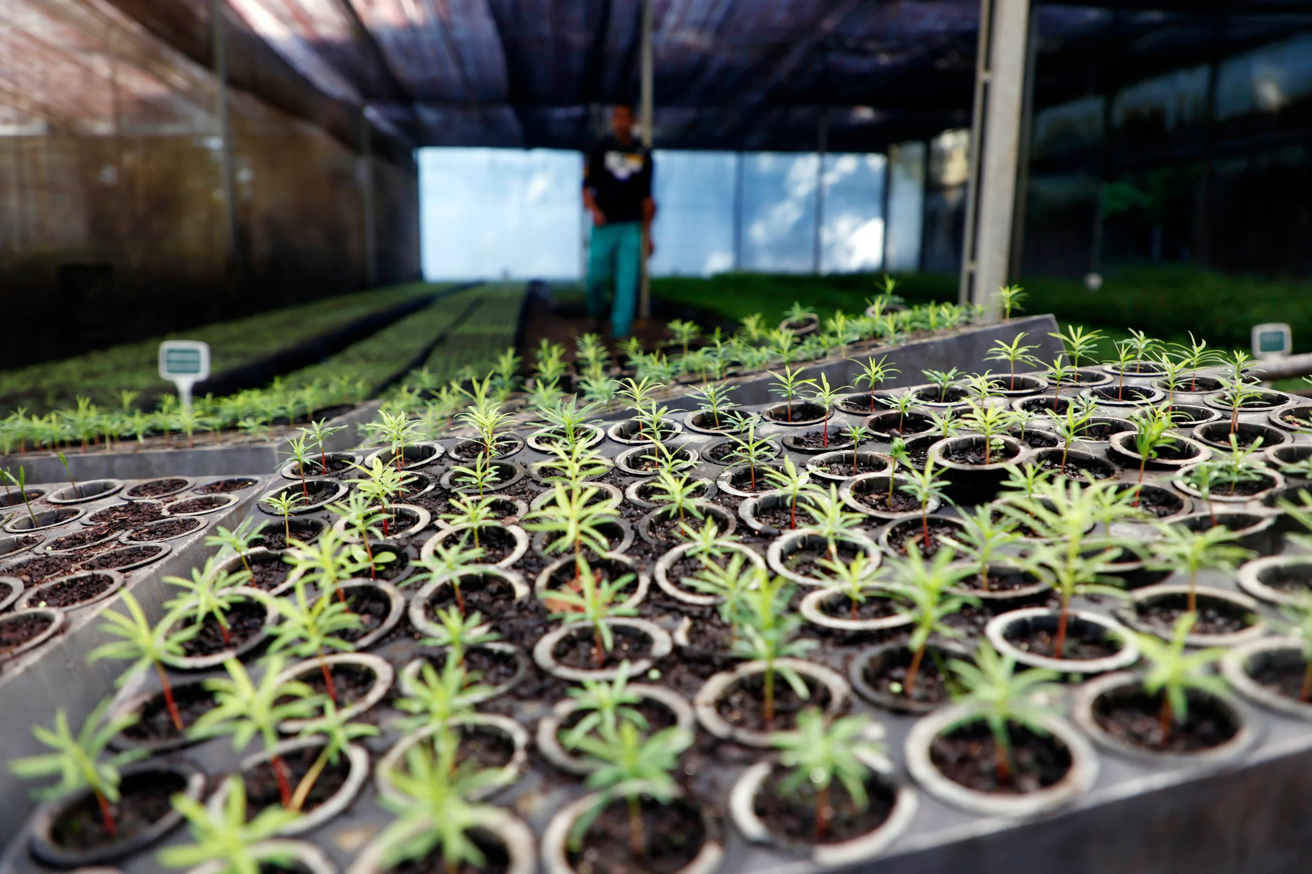 Distribuição de 21,1 mil mudas nativas celebra o Dia da Árvore