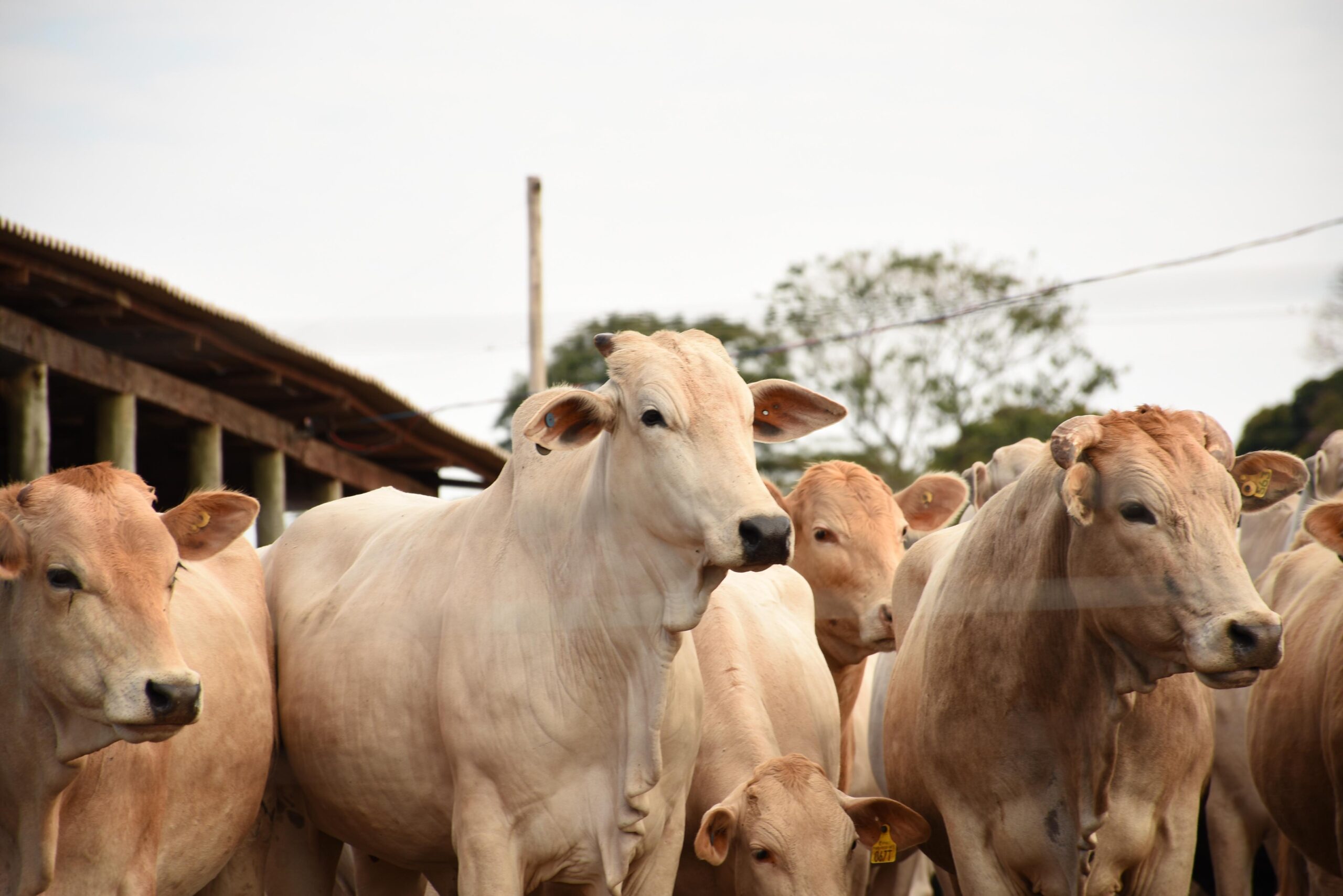 Eventos destacam potenciais agropecuários na região e apresentam inovações aos produtores