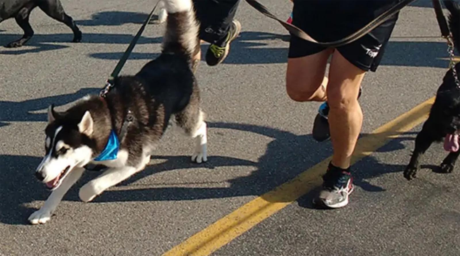 Primeira edição da Cãorrida Solidária em Loanda ultrapassa marca de 100 inscritos