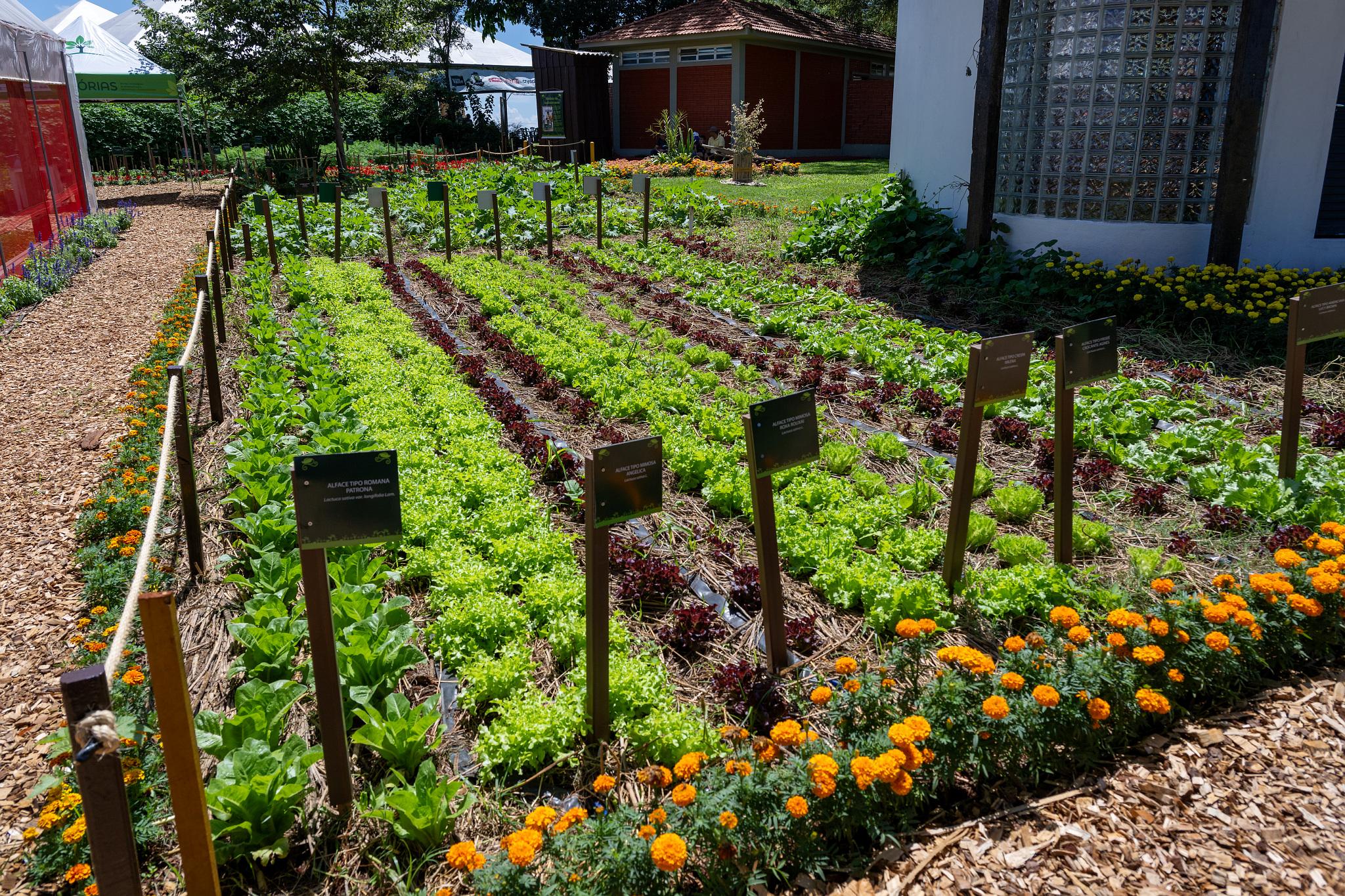 Itaipu e Itaipu Parquetec abrem cadastro de profissionais para ministrar oficinas de hortas no PR e sul do MS