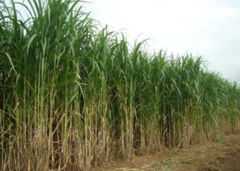 IDR-PR incentiva cultivar BRS Capiaçu como solução sustentável para nutrição de bovinos