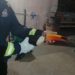 Tucano ferido é resgatado pela Defesa Civil em Marilena