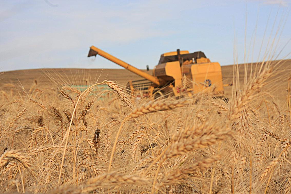 Sistema Faep pede leilão em apoio à negociação do trigo