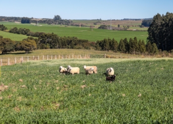 Sancionada lei que prevê aumento do investimento em conectividade rural