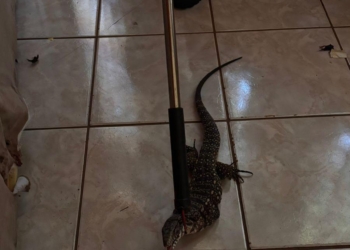 Lagarto invade residência em Nova Londrina, é resgatado e solto na natureza