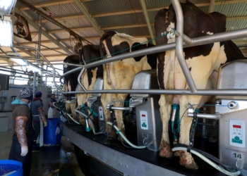 Paraná reforça medidas de combate a brucelose e tuberculose