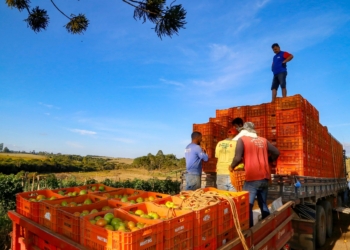 Duas ações do Paraná para segurança alimentar são reconhecidas nacionalmente